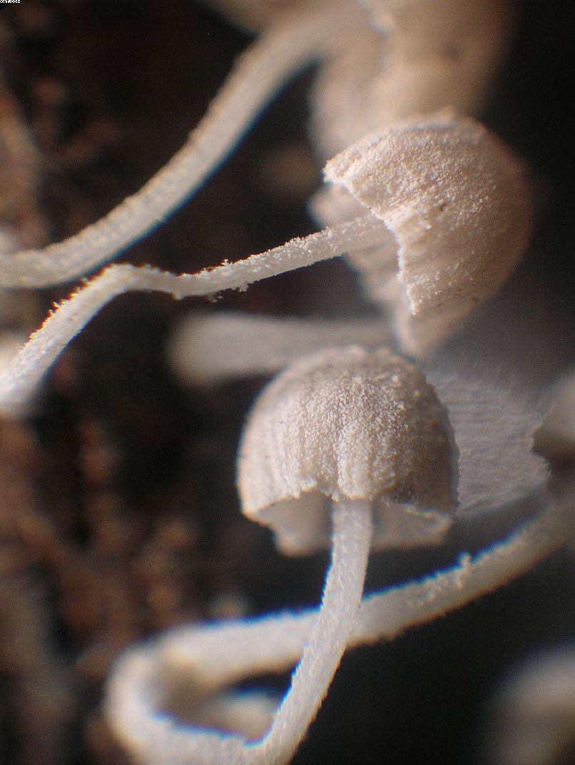 Mycena corynephora      Maas Geest.